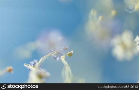Beautiful flowers. Abstract blurred blue nature background. The beautiful flowers. Abstract blurred blue nature background