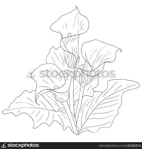 Beautiful flowers calla lilies on a white background drawn by hand