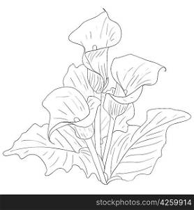 Beautiful flowers calla lilies on a white background drawn by hand