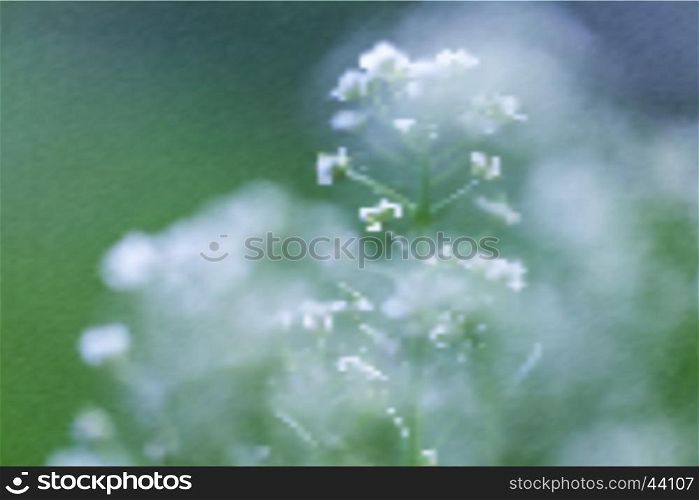 Beautiful flowers of nile in summer on shiny soft green color for flower background. The beautiful flowers of nile in summer on shiny soft green color for flower background