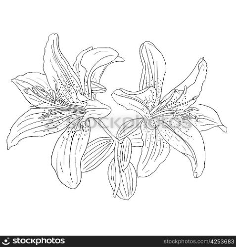 Beautiful flowers on a white background drawn by hand , vector illustration