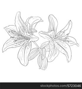 Beautiful flowers on a white background drawn by hand , vector illustration