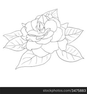 Beautiful flowers roses on a white background drawn by hand , vector illustration