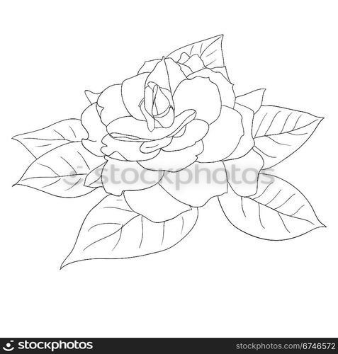 Beautiful flowers roses on a white background drawn by hand , vector illustration