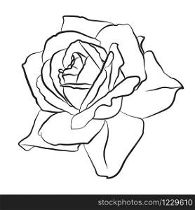 Beautiful hand drawn sketch rose, isolated black contour on white background. Botanical silhouette of flower Vector illustration.. Beautiful hand drawn sketch rose, isolated black contour on white background. Botanical silhouette of flower