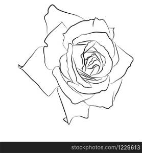 Beautiful hand drawn sketch rose, isolated black contour on white background. Botanical silhouette of flower Vector illustration.. Beautiful hand drawn sketch rose, isolated black contour on white background. Botanical silhouette of flower