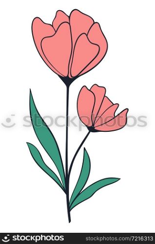 Beautiful isolated flower line art, vector illustration. Botanical decoration, hand drawing. Natural floral element, element for design.. Beautiful isolated flower line art, vector illustration.