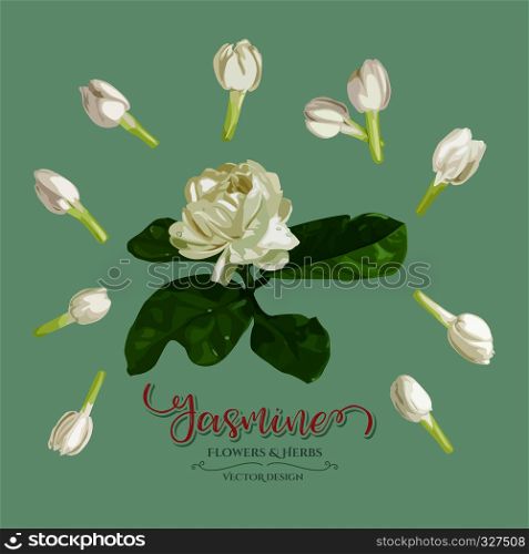 Beautiful Jasmine and soft flowers used for making garlands of traditional Thai, collection, Vector illustration design.
