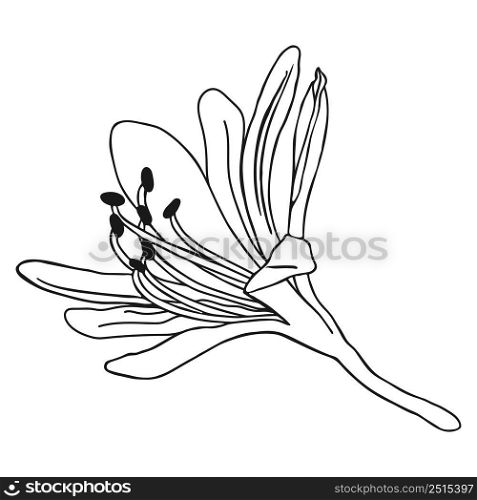 Beautiful lily flower sketch. Doodle lily sketch. Simple hand drawing of a flower. Black outline. Vector illustration.