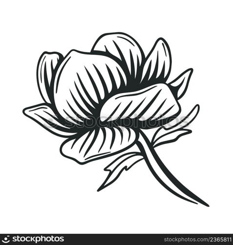 Beautiful lush large flower graphic black drawing isolated illustration. Blossomed bud hand engraved. Natural flower decoration for design vector. Beautiful lush large flower graphic black drawing isolated illustration