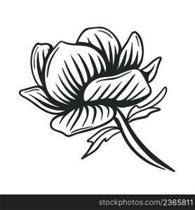 Beautiful lush large flower graphic black drawing isolated illustration. Blossomed bud hand engraved. Natural flower decoration for design vector. Beautiful lush large flower graphic black drawing isolated illustration