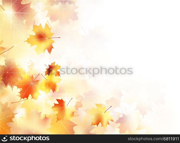 Beautiful maple leaves in autumnal forest. plus EPS10 vector file