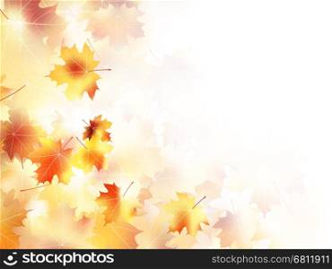 Beautiful maple leaves in autumnal forest. plus EPS10 vector file