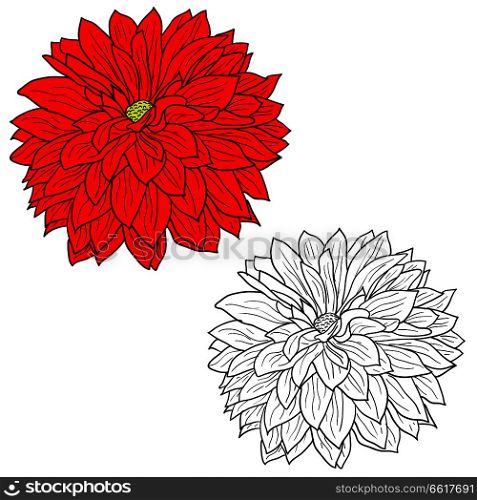 Beautiful monochrome and color sketch, dahlia flower on a white background.. Beautiful monochrome and color sketch, dahlia flower on a white background