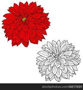Beautiful monochrome and color sketch, dahlia flower on a white background.. Beautiful monochrome and color sketch, dahlia flower on a white background