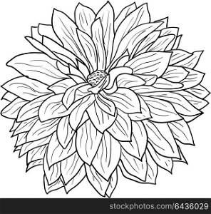 Beautiful monochrome sketch, black and white dahlia flower isolated. Beautiful monochrome sketch, black and white dahlia flower isolated.
