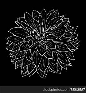 Beautiful monochrome sketch, black and white dahlia flower isolated.. Beautiful monochrome sketch, black and white dahlia flower isolated