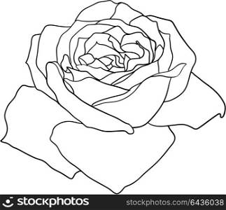 Beautiful monochrome sketch, black and white rose flower isolated. Beautiful monochrome sketch, black and white rose flower isolated.