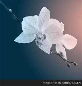 Beautiful orchid flowers. Vintage card. Sad mood. Photo realistic botanical vector illustration