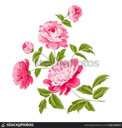 Beautiful peonies on a white background. Vector illustration.