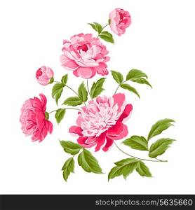 Beautiful peonies on a white background. Vector illustration.
