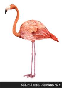 Beautiful pink flamingo standing. Design element. For banners, posters, leaflets and brochures.