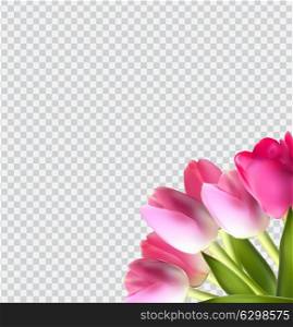 Beautiful Pink Realistic Tulip on Transparent Background Vector Illustration EPS10. Beautiful Pink Realistic Tulip on Transparent Background Vector