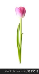 Beautiful Pink Realistic Tulip Vector Illustration EPS10. Beautiful Pink Realistic Tulip Vector Illustration