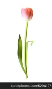Beautiful Pink Realistic Tulip Vector Illustration EPS10. Beautiful Pink Realistic Tulip Vector Illustration