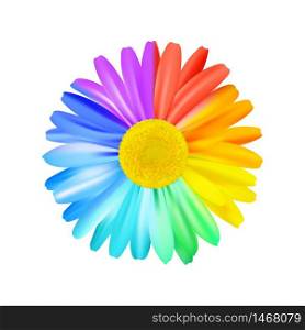 Beautiful rainbow daisy flower, multicoloured camomile. Bright floral element. Premium vector.