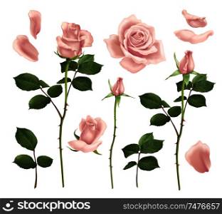 Beautiful realistic pink rose flowers petals and buds set isolated on white background vector illustration
