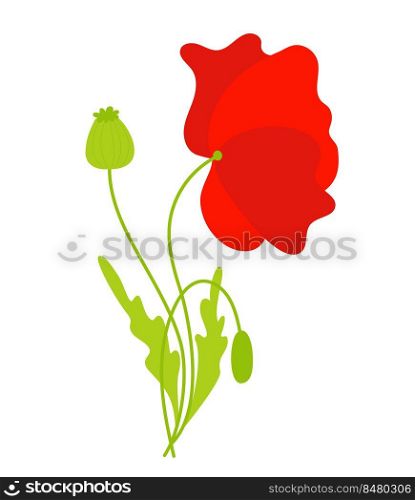 Beautiful red poppy flower with leaves and bud. Vector illustration. Field flower for design and decor, print