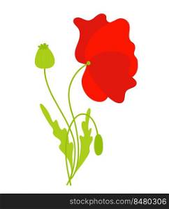 Beautiful red poppy flower with leaves and bud. Vector illustration. Field flower for design and decor, print