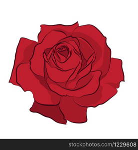 Beautiful red rose, isolated on white background. Botanical silhouette of flower. Flat stylization color. Vector illustration.. Beautiful red rose, isolated on white background. Botanical silhouette of flower. Flat stylization color