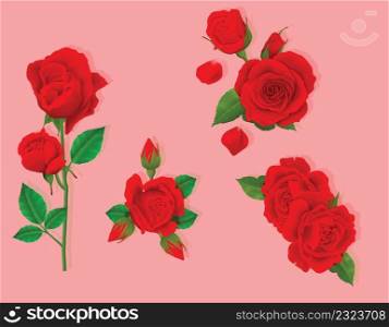 Beautiful red rose vector