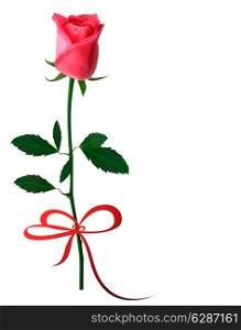 Beautiful red rose with a bow. Vector