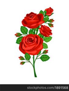 Beautiful red rose with bud isolated on white background