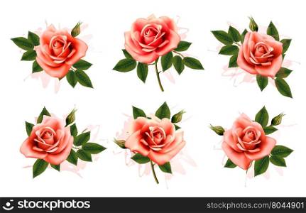 Beautiful set of pink ornate roses with leaves. Vector.
