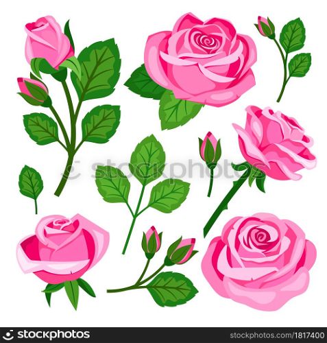 Beautiful set of pink roses flowers buds and branches