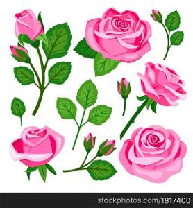 Beautiful set of pink roses flowers buds and branches