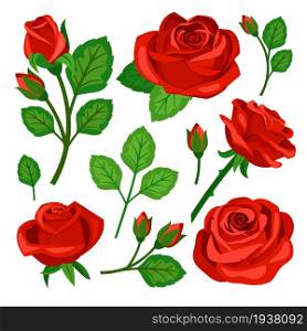 Beautiful set of red roses flowers buds and branches
