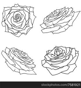 Beautiful set sketch of a rose flower on a white background.. Beautiful set sketch of a rose flower on a white background