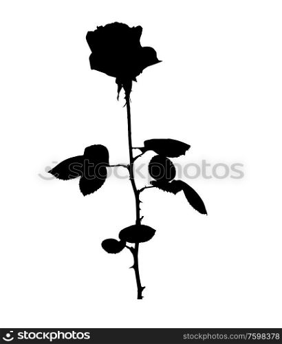 Beautiful Silane White and Black Roses. Isolated on White Background. Vector Illustration. EPS10. Beautiful Silane White and Black Roses. Isolated on White Background. Vector Illustration