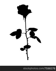 Beautiful Silane White and Black Roses. Isolated on White Background. Vector Illustration. EPS10. Beautiful Silane White and Black Roses. Isolated on White Background. Vector Illustration