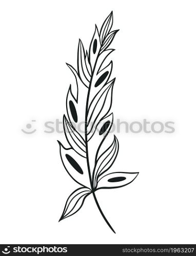 Beautiful single feather, isolated object. Bird feather on white background, vector illustration handmade graphics.. Beautiful single feather, isolated object.