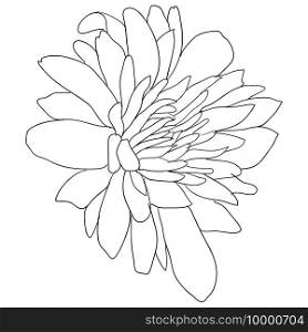 Beautiful sketch flower on white background.. Beautiful sketch flower on white background