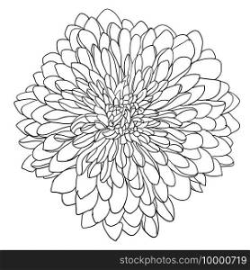 Beautiful sketch flower on white background.. Beautiful sketch flower on white background