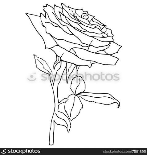 Beautiful sketch of a rose flower on a white background.. Beautiful sketch of a rose flower on a white background