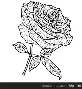 Beautiful sketch of a rose flower on a white background.. Beautiful sketch of a rose flower on a white background