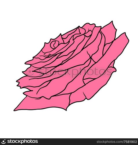 Beautiful sketch red of a rose flower on a white background.. Beautiful sketch red of a rose flower on a white background